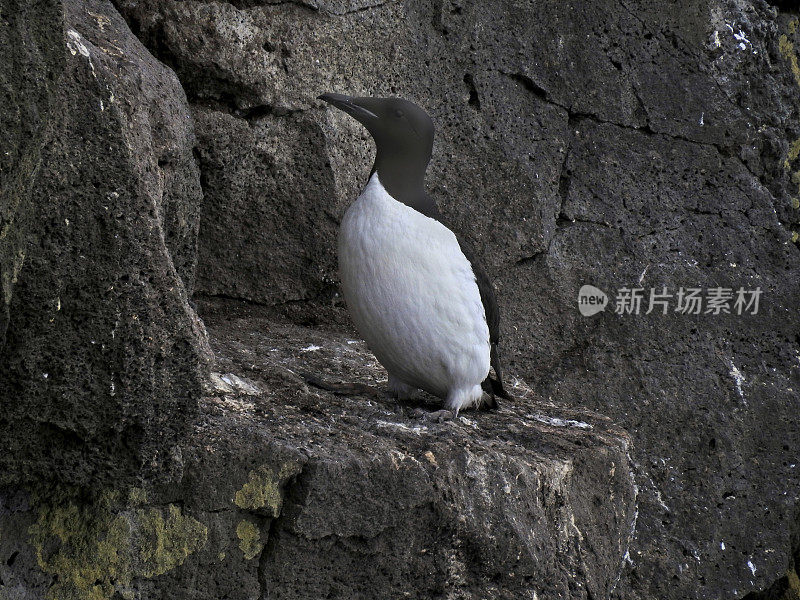 在圣保罗岛的厚嘴Murre - II